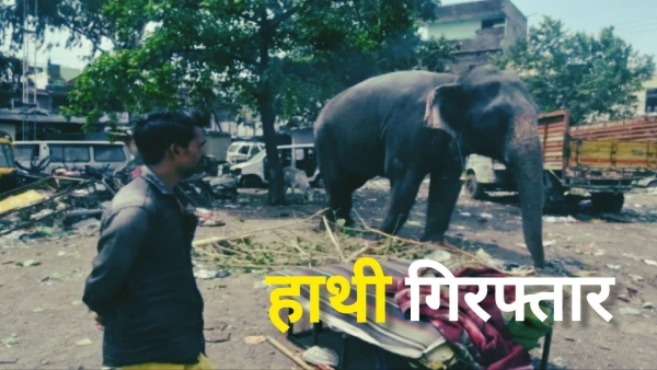 Elephant arrested Bhopal