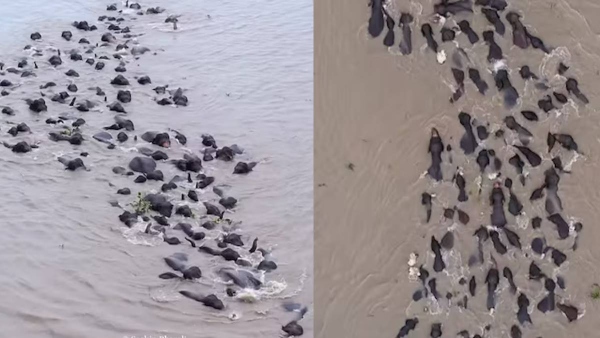 Elephant Swimming Video Elephant Swimming Video