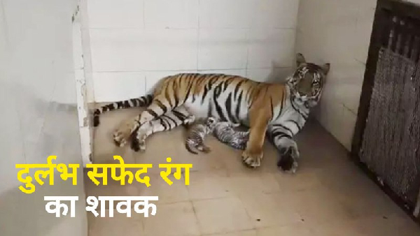 Gandhi Zoological Parkgave birth to a white cub Gandhi Zoological Parkgave birth to a white cub