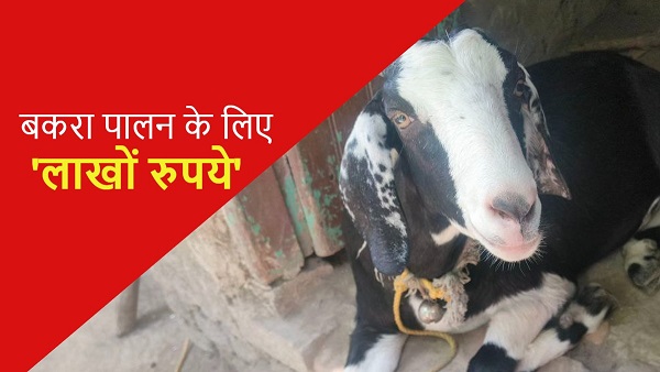 More than 2 lakh rupees Bihar govt giving for Goat Farming know how to avail the benefits of scheme More than 2 lakh rupees Bihar govt giving for Goat Farming know how to avail the benefits of scheme