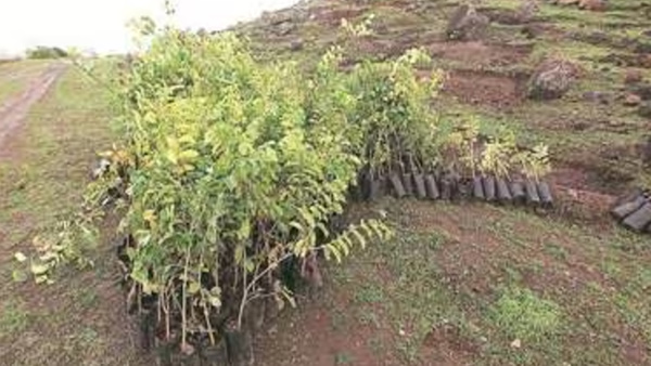 Haryana Van Mitra Scheme
