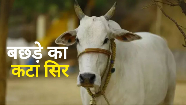 Jabalpur cow s severed head