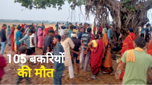 Lightning kills goats Rewa News