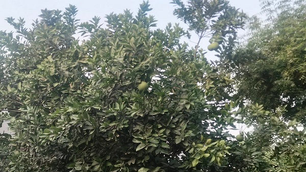 More than 6 lakh saplings being planted under Jal Jeevan Hariyali Abhiyan increasing employment opportunities