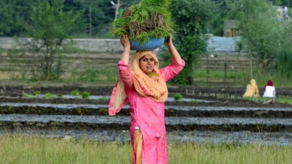 rice agriculture