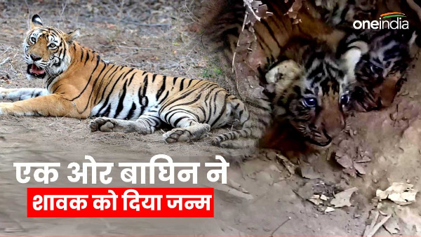 Tigress gives birth to a cub in Rajaji Tiger Reserve Park number of cubs increases to five