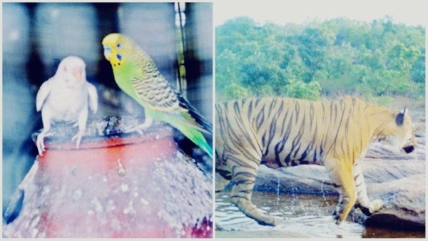 Tiger movement increased around the capital Bhopal due to lack of water in the forest alert issued