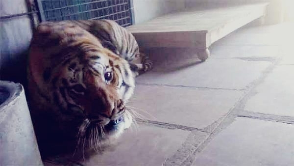 You will be able to see tiger and other animals through jungle safari for Rs 400 in bhopal