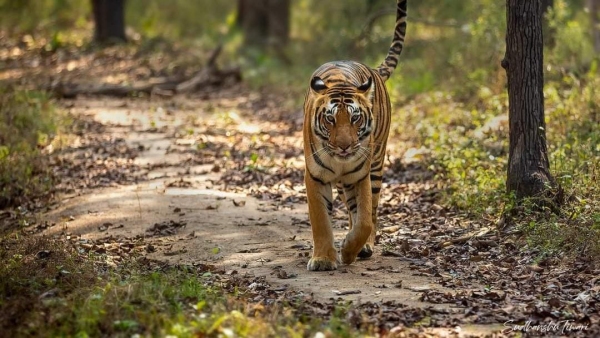 You will be able to see tiger and other animals through jungle safari for Rs 400 in bhopal