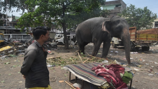 Bhanpur the elephant got angry crushed the mahout the group was coming begging from Satna district