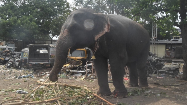 Bhanpur the elephant got angry crushed the mahout the group was coming begging from Satna district