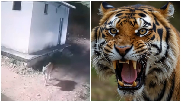 Movement of tiger spreads panic among residents alert issued in forest department Movement of tiger spreads panic among residents alert issued in forest department