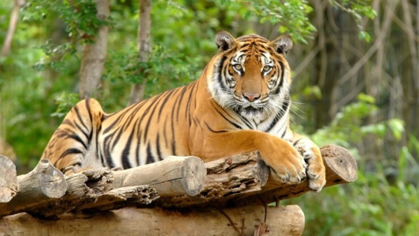 10 Famous Tiger And Tigress Of India