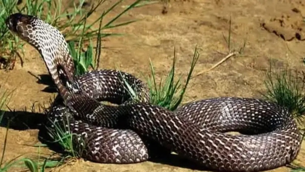 Snakes in Dream Snakes in Dream