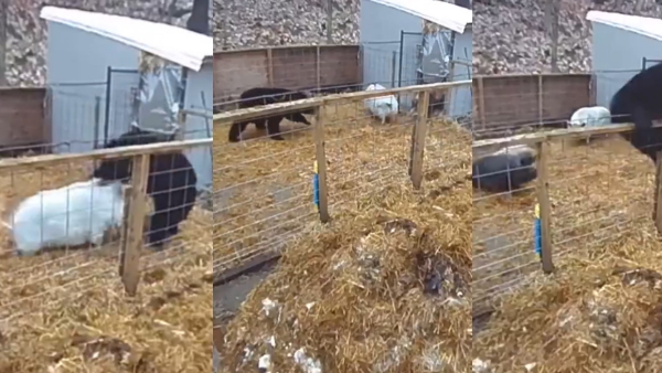 hog fends off the bear hog fends off the bear