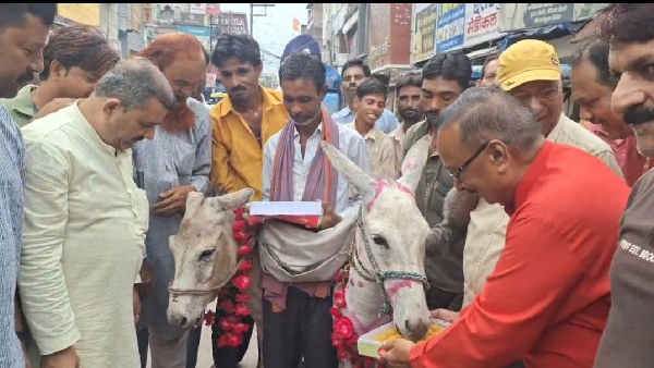 Chhatarpur donkey-male marriage