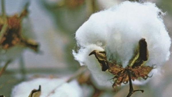 cotton cultivation