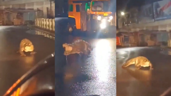 8-Foot Crocodile Surprises Ratnagiri Locals 8-Foot Crocodile Surprises Ratnagiri Locals