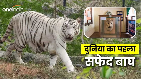 First White Tiger of the World Mohan