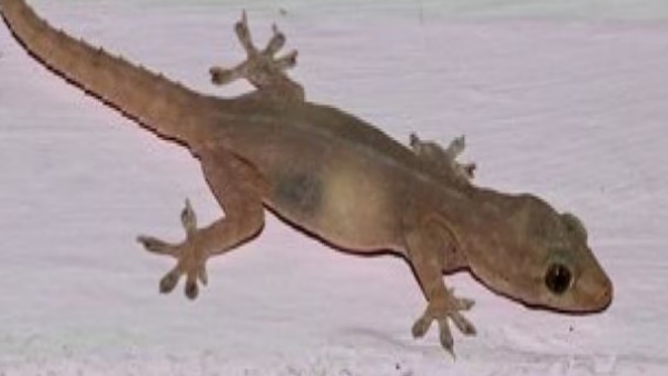 Lizard found in breakfast