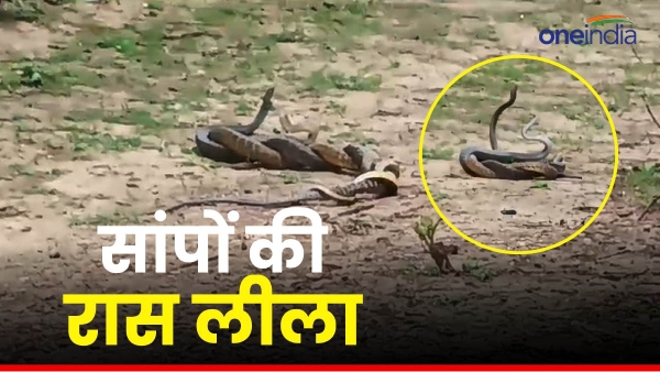Maihar snake serpent video