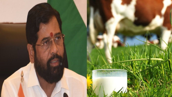Subsidy to Maharashtra Milk Producers