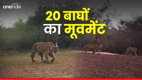 Movement of 20 tigers in Satna Majhgawan forest