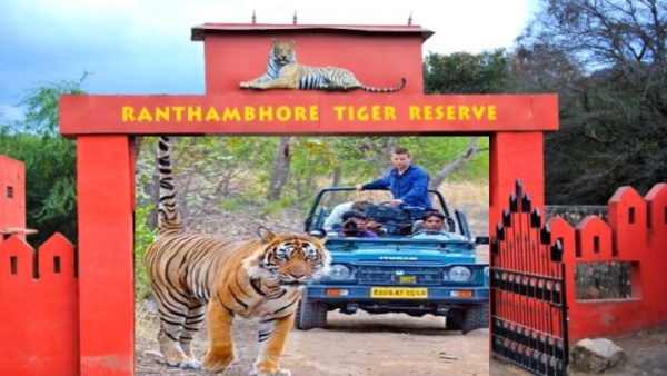 entry-to-ranthambore-national-tiger-park-in-rajasthan-closed-this-is-the-new-date-of-entry
