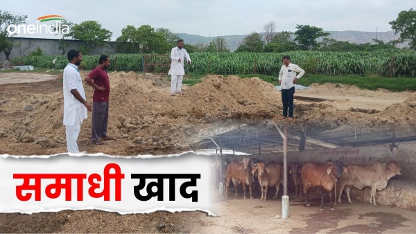 why-is-there-a-discussion-about-samadhi-manure-in-rajasthan-know-how-it-is-made-from-dead-cattle