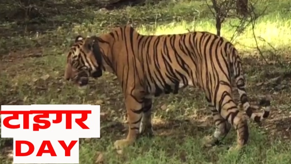 world-tiger-day-tiger-city-in-rajasthan-ranthambore-of-sawaimadhopur-is-a-nursery-for-tigers