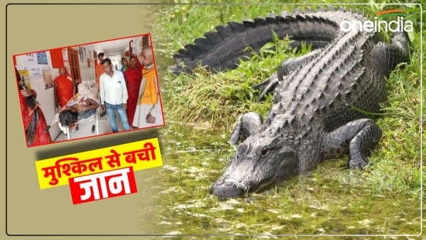 up-news-the-crocodile-was-lying-in-wait-and-suddenly-attacked