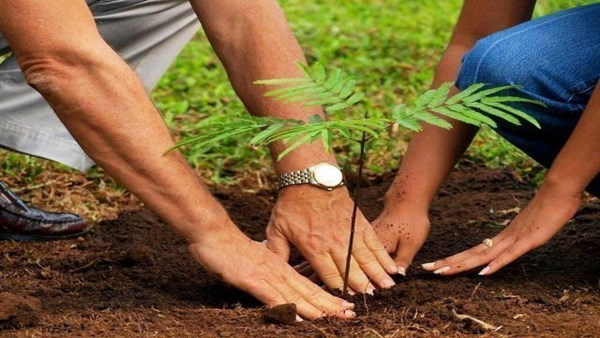 Punjab Plantation