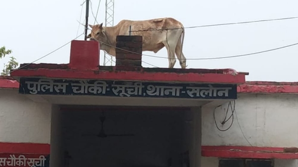 Raebareli news Raebareli news