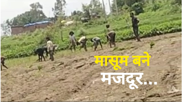 Satna School Children Workers Paddy Plantation