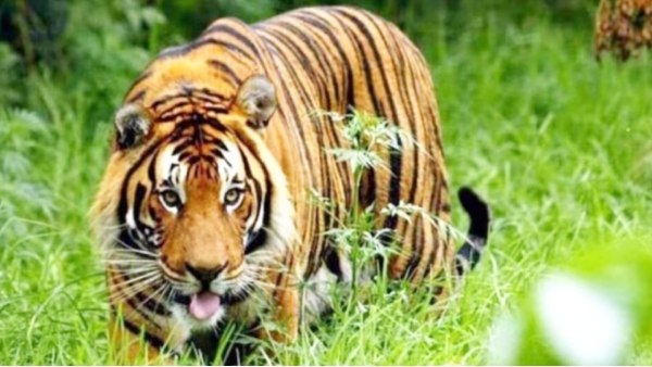 Seoni Tiger Attack Farmer Seoni Tiger Attack Farmer