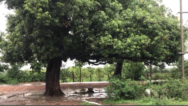 Uchehra Government School Satna under the tree