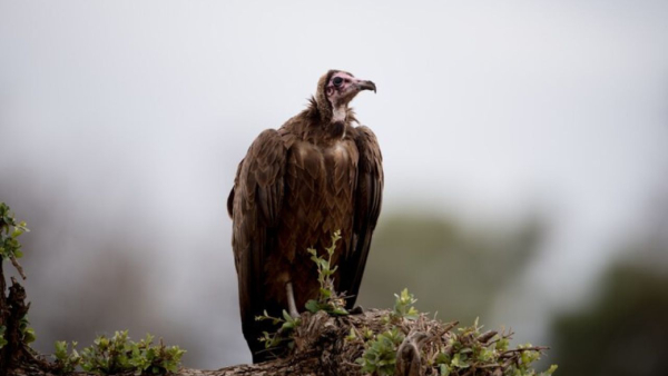 AEA report Vulture and human death connection AEA report Vulture and human death connection