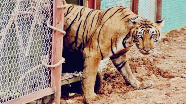 Forest Department s decision to save tigers in Bandhavgarh Madhya Pradesh