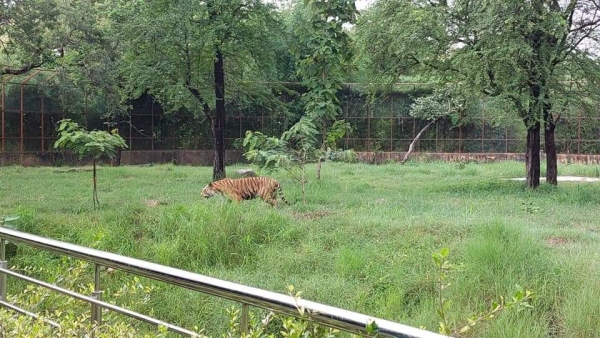 Forest Department s decision to save tigers in Bandhavgarh Madhya Pradesh