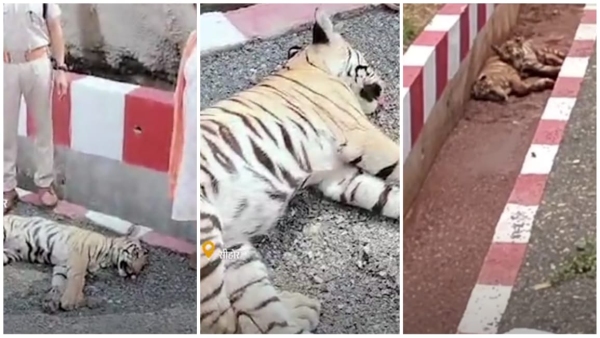 Tiger dies due to train collision in Budhni Sehore madhya pradesh