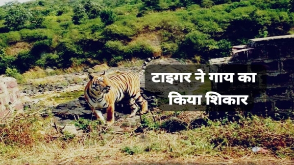 Tourists visiting Kerwa Dam beware tiger hunts cow near Motherbull Farm