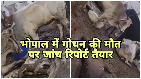 Death of cow in animal shelter Aasra caught fire investigation report