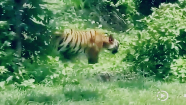 Tiger movement seen once again in Kaliyasot tourists made video