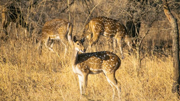 Assam Poba Reserve Forest Assam Poba Reserve Forest