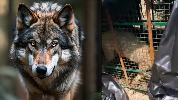 Bahraich Wolves News