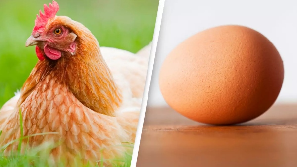 came first the chicken or the egg