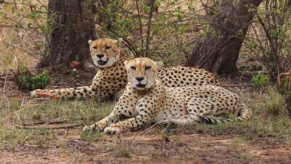 Cheetah Pawan Cheetah Pawan