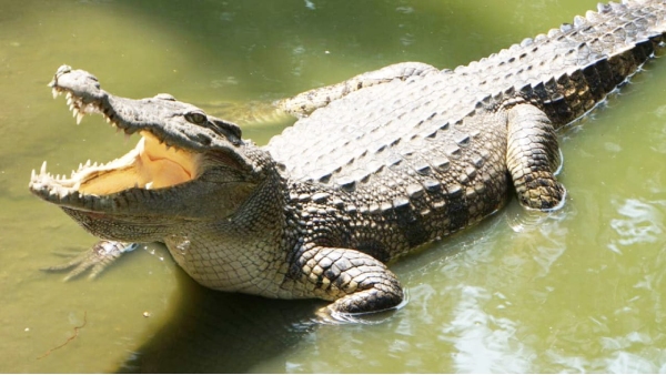 Crocodile attacked in Maihar