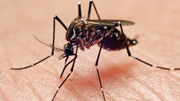 Dengue outbreaks News