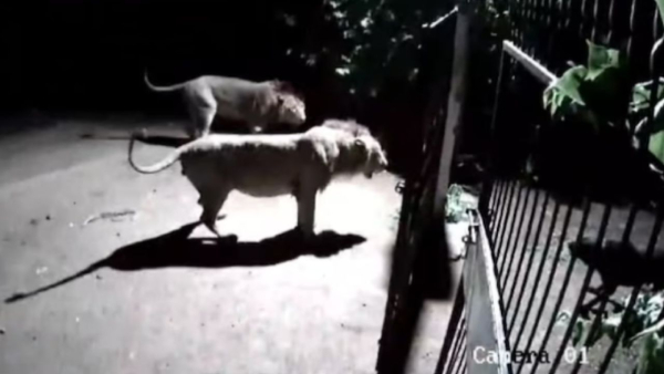 Gujarat Viral Video Lion Dog